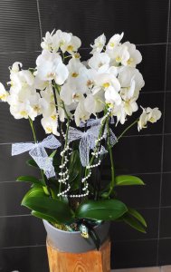 Beyaz Orkideler 2