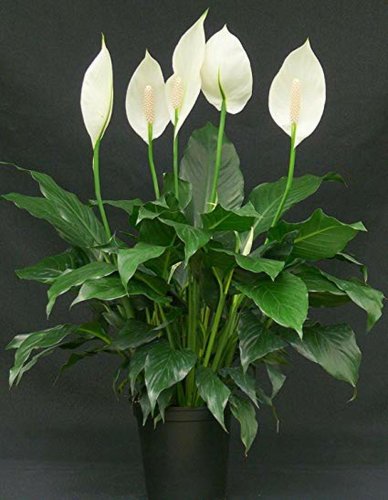 Barış Zambak Çiçeği Spathiphyllum Lynise